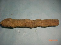 藏品(魚骨)的圖片